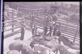 [Criadero de caballos corraleros]