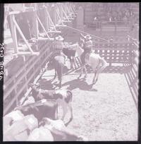 [Rodeo campesino chileno]