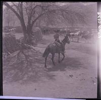 [Huaso a caballo llevando ganado vacuno a los corrales]