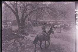 [Huaso a caballo llevando ganado vacuno a los corrales]