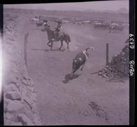 [Huasos a caballo con su ganado vacuno]