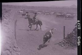 [Huasos a caballo con su ganado vacuno]