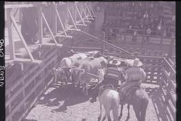 [Rodeo campesino chileno]