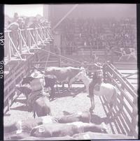 [Rodeo campesino chileno]