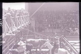 [Rodeo campesino chileno]