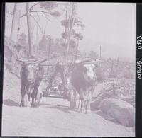 [Dos niños sentados en una carretela con yunta de bueyes]