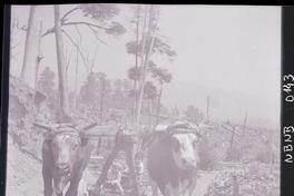 [Dos niños sentados en una carretela con yunta de bueyes]