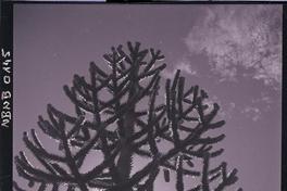 [Araucaria]