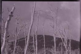 [Bosque desnudo]