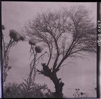 [Arbol y flores silvestres]