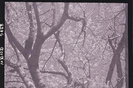 [Arboles en flor]