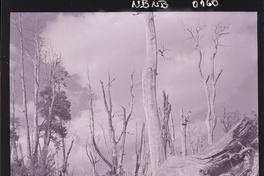 [Bosque desnudo]