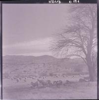 [Ovejas pastando en el campo]