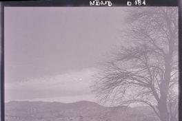 [Ovejas pastando en el campo]