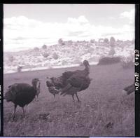 [Pavos en el campo]