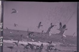 Gaviotas