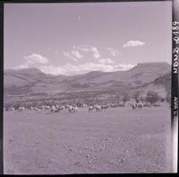 [Ovejas pastando en el campo]