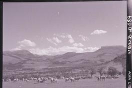 [Ovejas pastando en el campo]