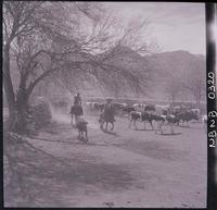 [Campesinos arreando ganado]