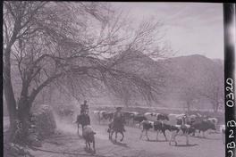 [Campesinos arreando ganado]