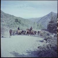 [Campesinos arreando ganado]