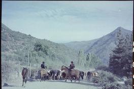 [Campesinos arreando ganado]