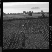 [Iansa (Chile) : Cosecha de la remolacha azucarera en la Planta Rapaco]