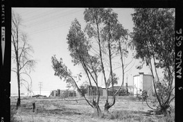 Iansa (Chile) : Planta Curicó