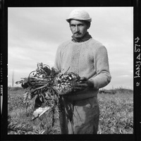 [Iansa (Chile) : Cosecha de la remolacha azucarera en la Planta Linares]