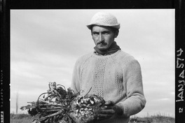 [Iansa (Chile) : Cosecha de la remolacha azucarera en la Planta Linares]