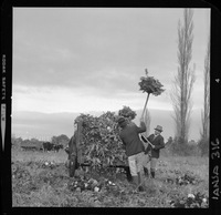 [Iansa (Chile) : Cosecha de la remolacha azucarera en la Planta Linares]