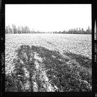 [Iansa (Chile) : Cultivos de remolacha azucarera]