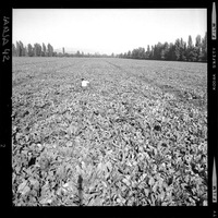 [Iansa (Chile) : Cultivos de remolacha azucarera]