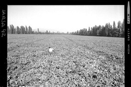 [Iansa (Chile) : Cultivos de remolacha azucarera]