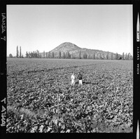 [Iansa (Chile) : Investigacion agrícola sobre análisis de crecimiento y desarrollo en los cultivos de remolacha azucarera]