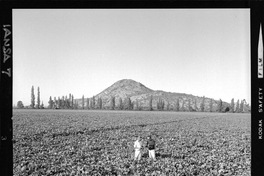 [Iansa (Chile) : Investigacion agrícola sobre análisis de crecimiento y desarrollo en los cultivos de remolacha azucarera]