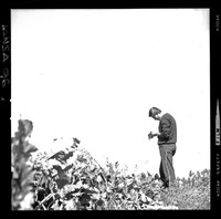 [Iansa (Chile) : Investigacion agrícola sobre análisis de crecimiento y desarrollo en los cultivos de remolacha azucarera]