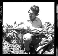 [Iansa (Chile) : Investigacion agrícola sobre análisis de crecimiento y desarrollo en los cultivos de remolacha azucarera]