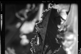 [Iansa (Chile) : Hoja de remolacha]