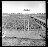 Iansa (Chile) : [Campo Experimental Iansa]