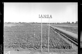 Iansa (Chile) : [Campo Experimental Iansa]