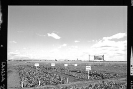 Campo Experimental Iansa