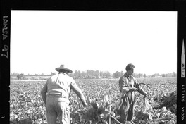 [Iansa (Chile) : Cosecha de remolacha azucarera]