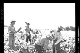 [Iansa (Chile) : Cosecha de remolacha azucarera]