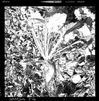 [Iansa (Chile) : Remolacha azucarera]