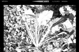 [Iansa (Chile) : Remolacha azucarera]