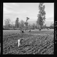 [Iansa (Chile) : Cosecha de remolacha azucarera en la Planta Llanquihue]