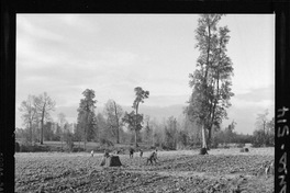 [Iansa (Chile) : Cosecha de remolacha azucarera en la Planta Llanquihue]