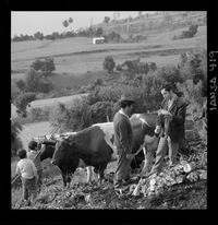 [Iansa (Chile) : Cosecha de remolacha azucarera en la Planta Llanquihue]