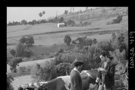 [Iansa (Chile) : Cosecha de remolacha azucarera en la Planta Llanquihue]